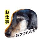 Mami's dog's feelings（個別スタンプ：13）
