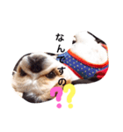 Mami's dog's feelings（個別スタンプ：14）