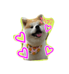 秋田犬こむぎ（個別スタンプ：1）
