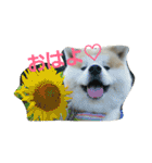 秋田犬こむぎ（個別スタンプ：2）