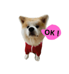 秋田犬こむぎ（個別スタンプ：3）
