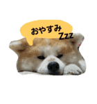 秋田犬こむぎ（個別スタンプ：4）