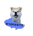 秋田犬こむぎ（個別スタンプ：5）