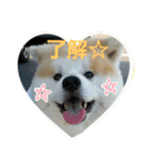 秋田犬こむぎ（個別スタンプ：6）