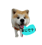 秋田犬こむぎ（個別スタンプ：9）