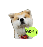秋田犬こむぎ（個別スタンプ：11）