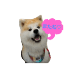 秋田犬こむぎ（個別スタンプ：12）