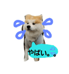 秋田犬こむぎ（個別スタンプ：13）