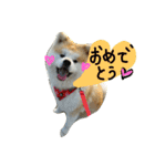 秋田犬こむぎ（個別スタンプ：14）