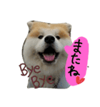秋田犬こむぎ（個別スタンプ：15）