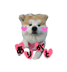 秋田犬こむぎ（個別スタンプ：16）