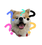 秋田犬こむぎ（個別スタンプ：18）