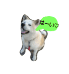 秋田犬こむぎ（個別スタンプ：19）