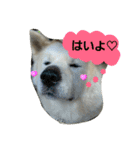 秋田犬こむぎ（個別スタンプ：20）