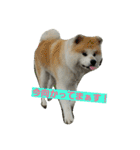 秋田犬こむぎ（個別スタンプ：21）