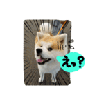 秋田犬こむぎ（個別スタンプ：22）