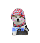 秋田犬こむぎ（個別スタンプ：23）