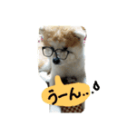 秋田犬こむぎ（個別スタンプ：24）