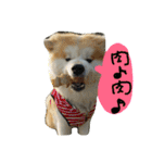 秋田犬こむぎ（個別スタンプ：25）