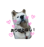 秋田犬こむぎ（個別スタンプ：26）