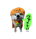 秋田犬こむぎ（個別スタンプ：28）