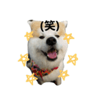 秋田犬こむぎ（個別スタンプ：29）