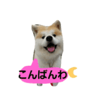 秋田犬こむぎ（個別スタンプ：30）