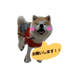 秋田犬こむぎ（個別スタンプ：31）