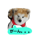 秋田犬こむぎ（個別スタンプ：32）