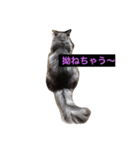 ヨゴレちゃん（個別スタンプ：3）