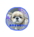 シーズーの翔太（個別スタンプ：1）