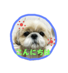 シーズーの翔太（個別スタンプ：3）