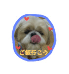 シーズーの翔太（個別スタンプ：4）