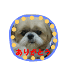 シーズーの翔太（個別スタンプ：8）