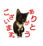 靴下猫★あさり（個別スタンプ：4）