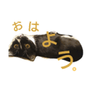 靴下猫★あさり（個別スタンプ：6）