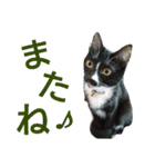 靴下猫★あさり（個別スタンプ：9）