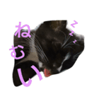 靴下猫★あさり（個別スタンプ：11）