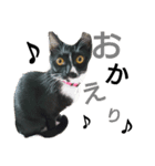 靴下猫★あさり（個別スタンプ：18）