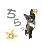靴下猫★あさり（個別スタンプ：19）