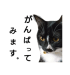 靴下猫★あさり（個別スタンプ：24）