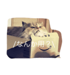 るしやま先生（個別スタンプ：5）