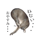 PomePagItagle（個別スタンプ：2）