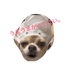 可愛いうちの愛犬みーちゃんの実写スタンプ（個別スタンプ：2）