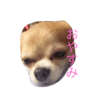 可愛いうちの愛犬みーちゃんの実写スタンプ（個別スタンプ：4）