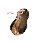 可愛いうちの愛犬みーちゃんの実写スタンプ（個別スタンプ：5）