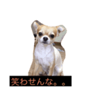 可愛いうちの愛犬みーちゃんの実写スタンプ（個別スタンプ：6）