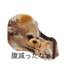 可愛いうちの愛犬みーちゃんの実写スタンプ（個別スタンプ：7）