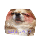 可愛いうちの愛犬みーちゃんの実写スタンプ（個別スタンプ：8）