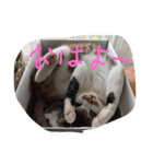 cheater ＆tora ＆ginji（個別スタンプ：11）